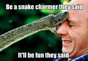 "Be a snake charmer they said. It'll be fun they said." snake bite meme
