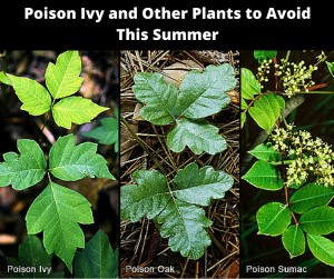 Poison Ivy, Poison Oak, Poison Sumac plants
